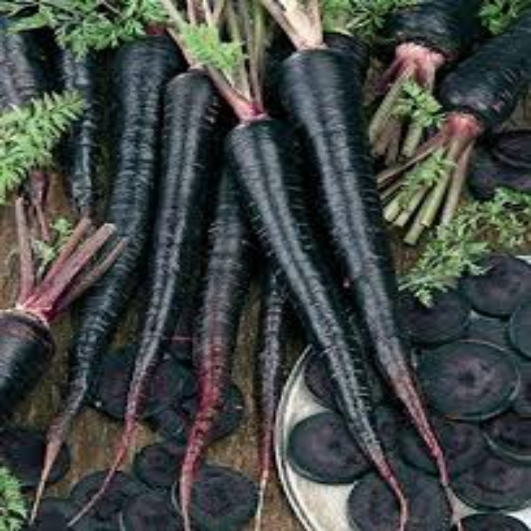 Wholesale Black Nebula Carrot Supplier UAE